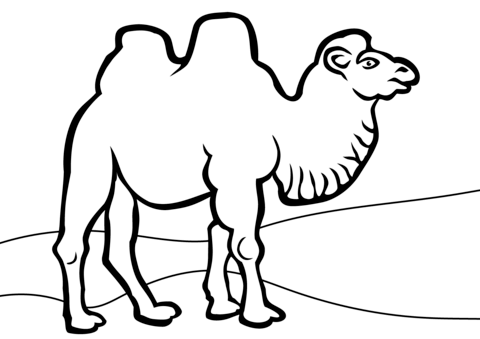 Bactrian Camel Coloring Page